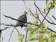 Scaled Dove (Columbina squammata)