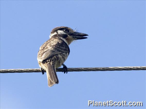 Russet-throated Puffbird (Hypnelus ruficollis)