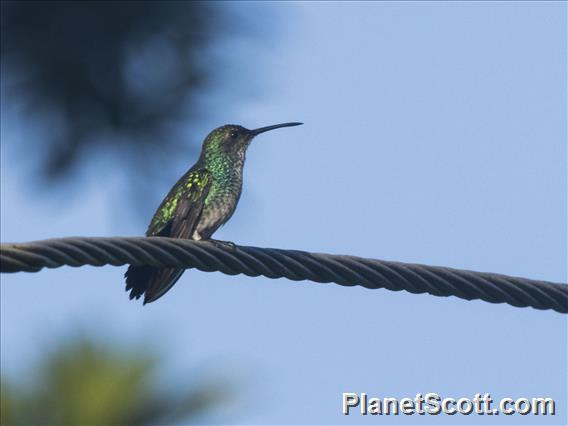 Red-billed Emerald (Chlorostilbon gibsoni)