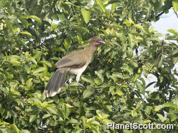 Chestnut-winged Chachalaca (Ortalis garrula)