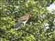 Chestnut-winged Chachalaca (Ortalis garrula)