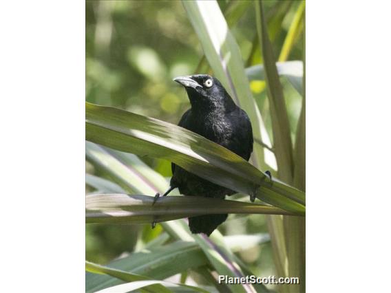 Carib Grackle (Quiscalus lugubris)