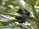 Carib Grackle (Quiscalus lugubris)