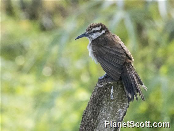 Bicolored Wren (Campylorhynchus griseus)