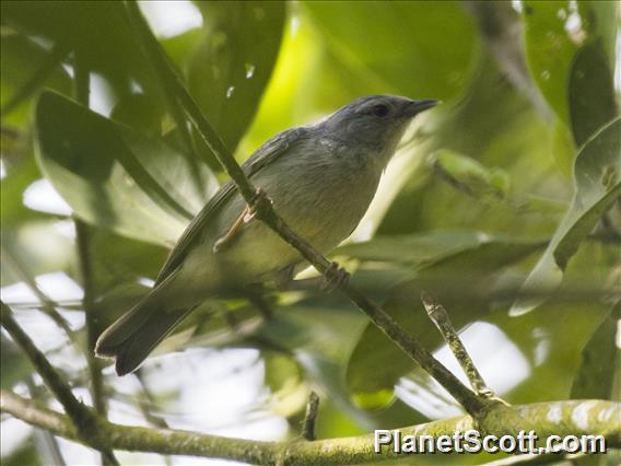 Bicolored Conebill (Conirostrum bicolor)