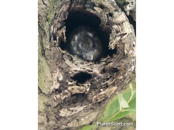 Arboreal Spiny Rat (Echimyini sp)