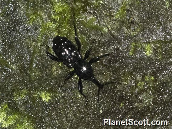 Weevil (Hylobiina sp)