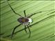 Cranaid Harvestman (Phalangodus kuryi)