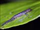 Savages Mushroomtongue Salamander (Bolitoglossa savagei)