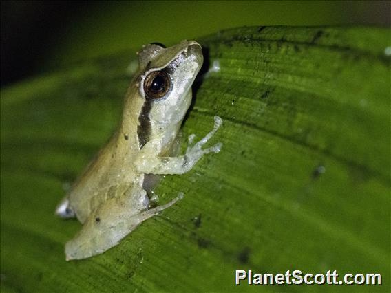 Terrestrial-breeding Frog (Serranobatrachus ruthveni)