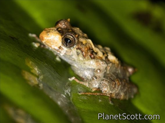 Images for Amphibians