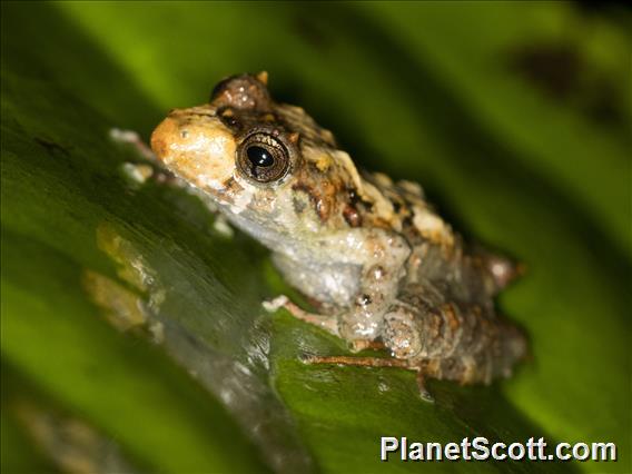 Terrestrial-breeding Frog (Serranobatrachus delicatus)