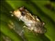 Terrestrial-breeding Frog (Serranobatrachus delicatus)