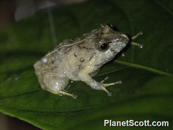 Terrestrial-breeding Frog (Serranobatrachus sp)