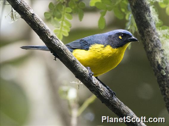 Black-cheeked Mountain Tanager (Anisognathus melanogenys)