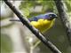 Black-cheeked Mountain Tanager (Anisognathus melanogenys)