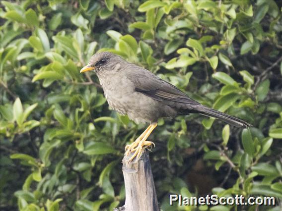 Great Thrush (Turdus fuscater)