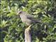 Great Thrush (Turdus fuscater)