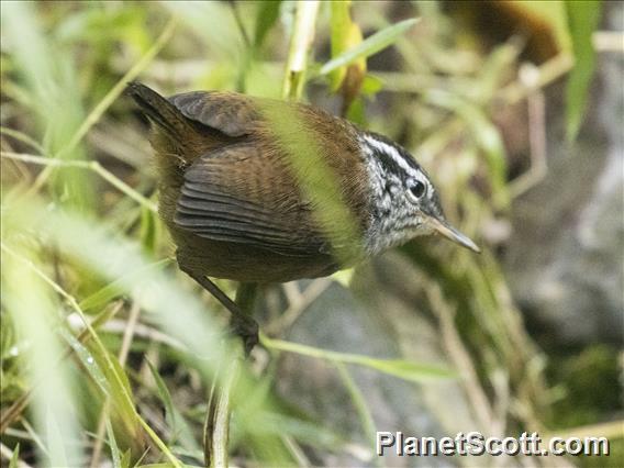 Hermit Wood-wren (Henicorhina anachoreta)