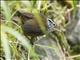 Hermit Wood-wren (Henicorhina anachoreta)