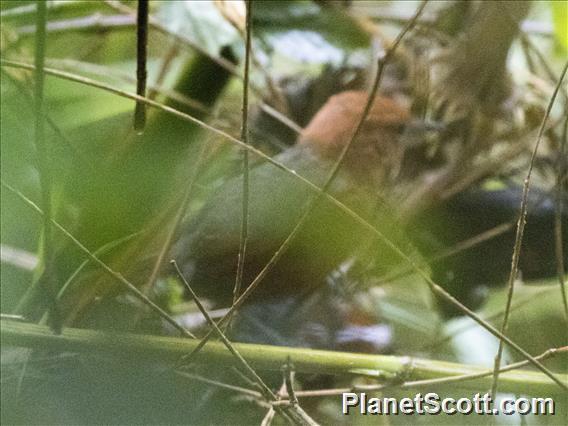 Rusty-headed Spinetail (Synallaxis fuscorufa)