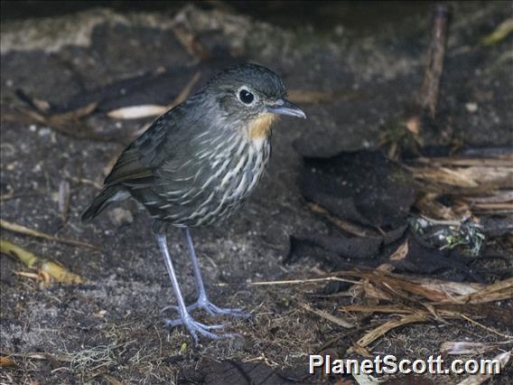 Santa Marta Antpitta (Grallaria bangsi)