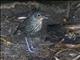 Santa Marta Antpitta (Grallaria bangsi)