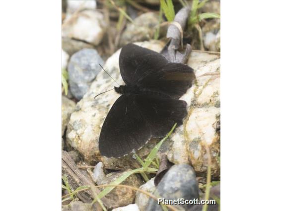 Brush-footed Butterfly (Nymphalidae sp)