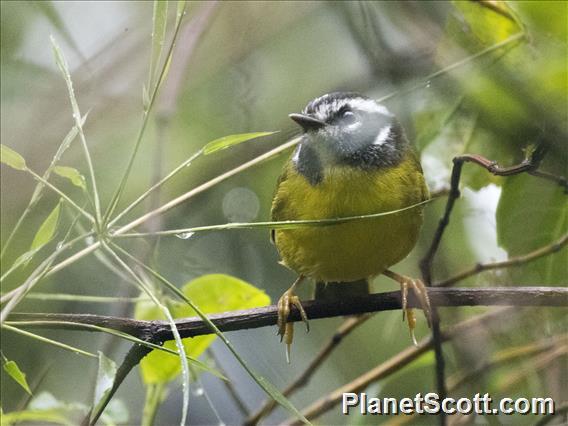 Santa Marta Warbler (Myiothlypis  basilica)