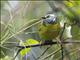 Santa Marta Warbler (Myiothlypis  basilica)