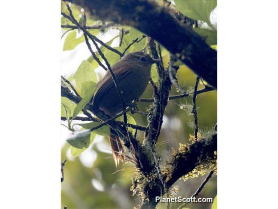 Streak-capped Spinetail (Cranioleuca hellmayri)