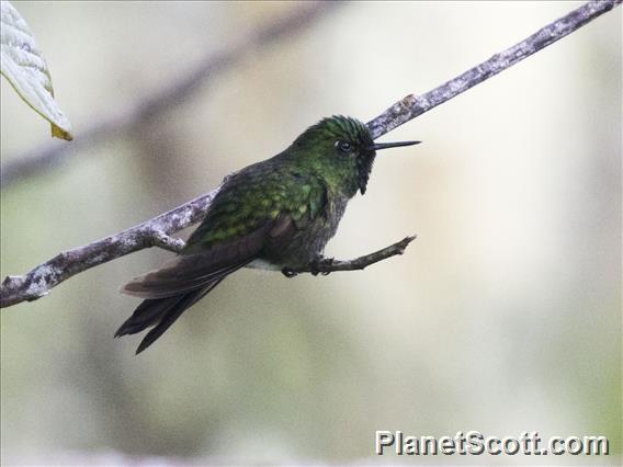 Tyrian Metaltail (Metallura tyrianthina) - Male