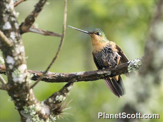 Tyrian Metaltail (Metallura tyrianthina) - Female