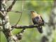 Tyrian Metaltail (Metallura tyrianthina) - Female