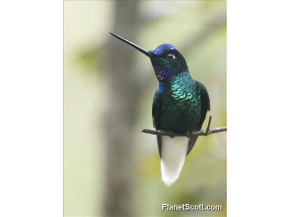 White-tailed Starfrontlet (Coeligena phalerata)