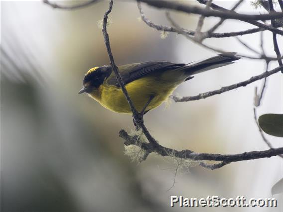 Yellow-crowned Redstart (Myioborus flavivertex)