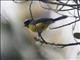 Yellow-crowned Redstart (Myioborus flavivertex)