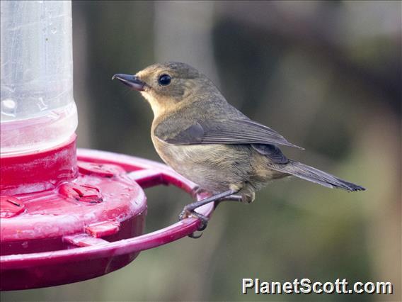 White-sided Flowerpiercer (Diglossa albilatera) - Female