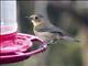 White-sided Flowerpiercer (Diglossa albilatera) - Female