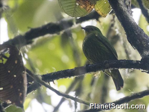 Golden-breasted Fruiteater (Pipreola aureopectus)