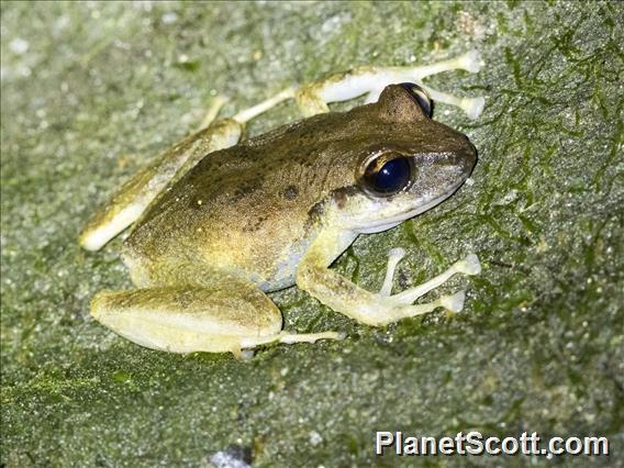 Terrestrial-breeding Frog (Serranobatrachus sanctaemartae)