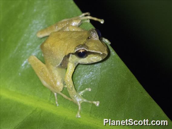 Terrestrial-breeding Frog (Serranobatrachus ruthveni)