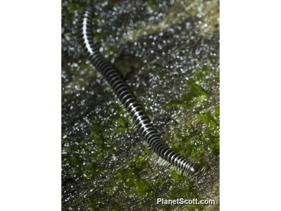 Millipede (Rhinocricidae sp)