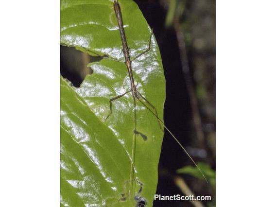 Walking Stick (Diapheromeridae sp)