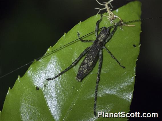 Katydid (Pleminiiti sp)