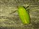 Bug (Cicadidae sp)