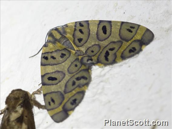 Leopard Moth (Pantherodes pardalaria)