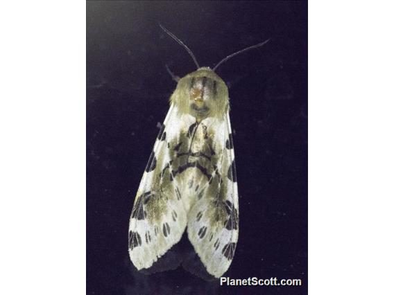 Tiger Moth (Erebidae sp)