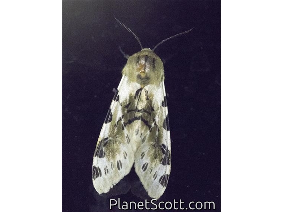 Tiger Moth (Fulvocompe sp)
