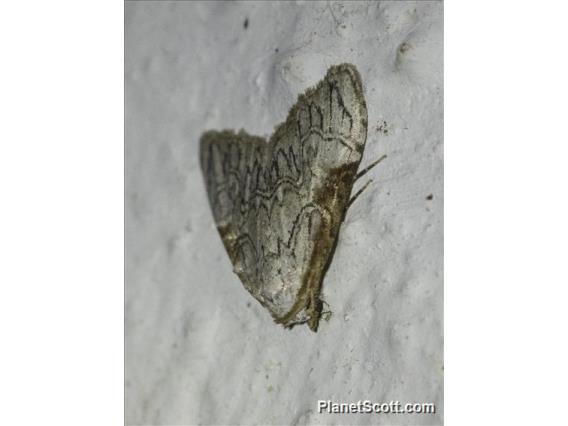 Moth (Erebidae sp_co2)